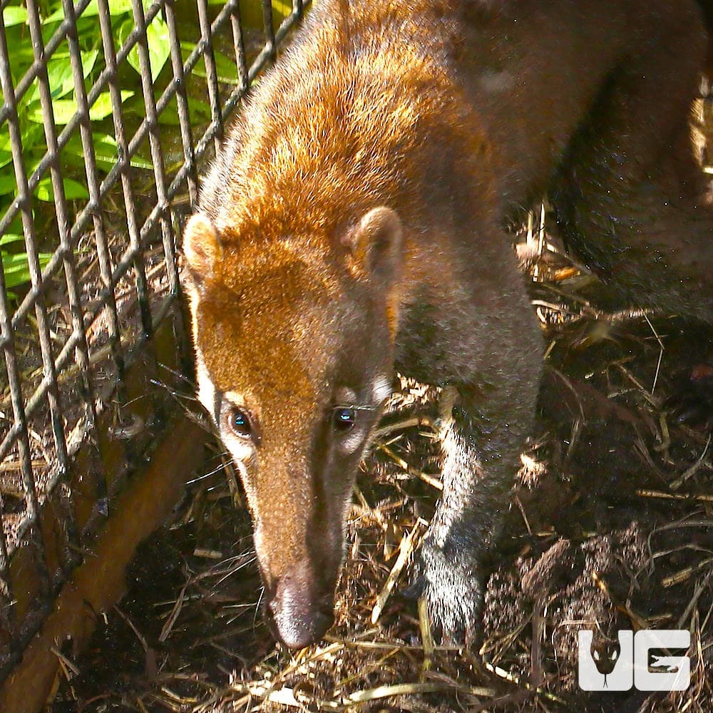 Mountain Coatimundi - Image 3