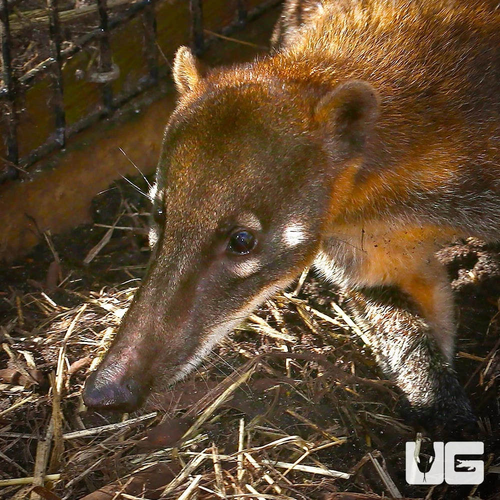 Mountain Coatimundi - Image 4