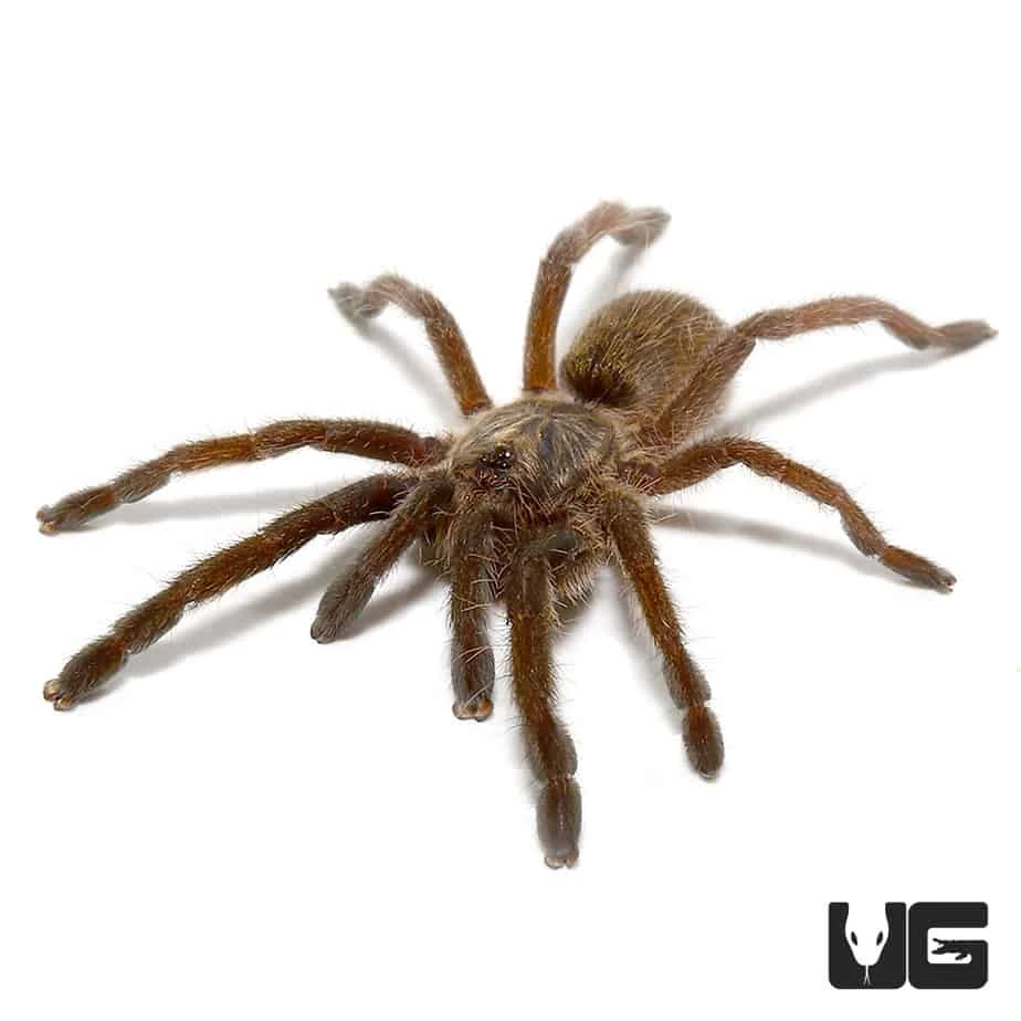 Mozambique Golden Baboon Tarantula (.25 β .75β)
