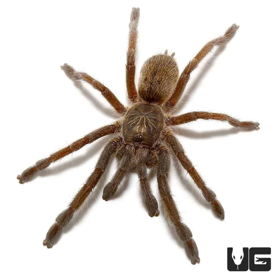 Mozambique Golden Baboon Tarantula (.25 β .75β) - Image 2