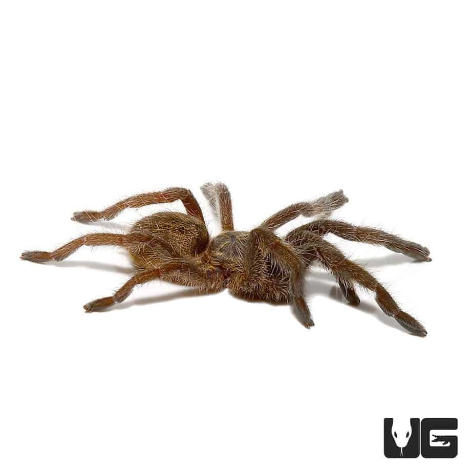 Mozambique Golden Baboon Tarantula (.25 β .75β) - Image 3