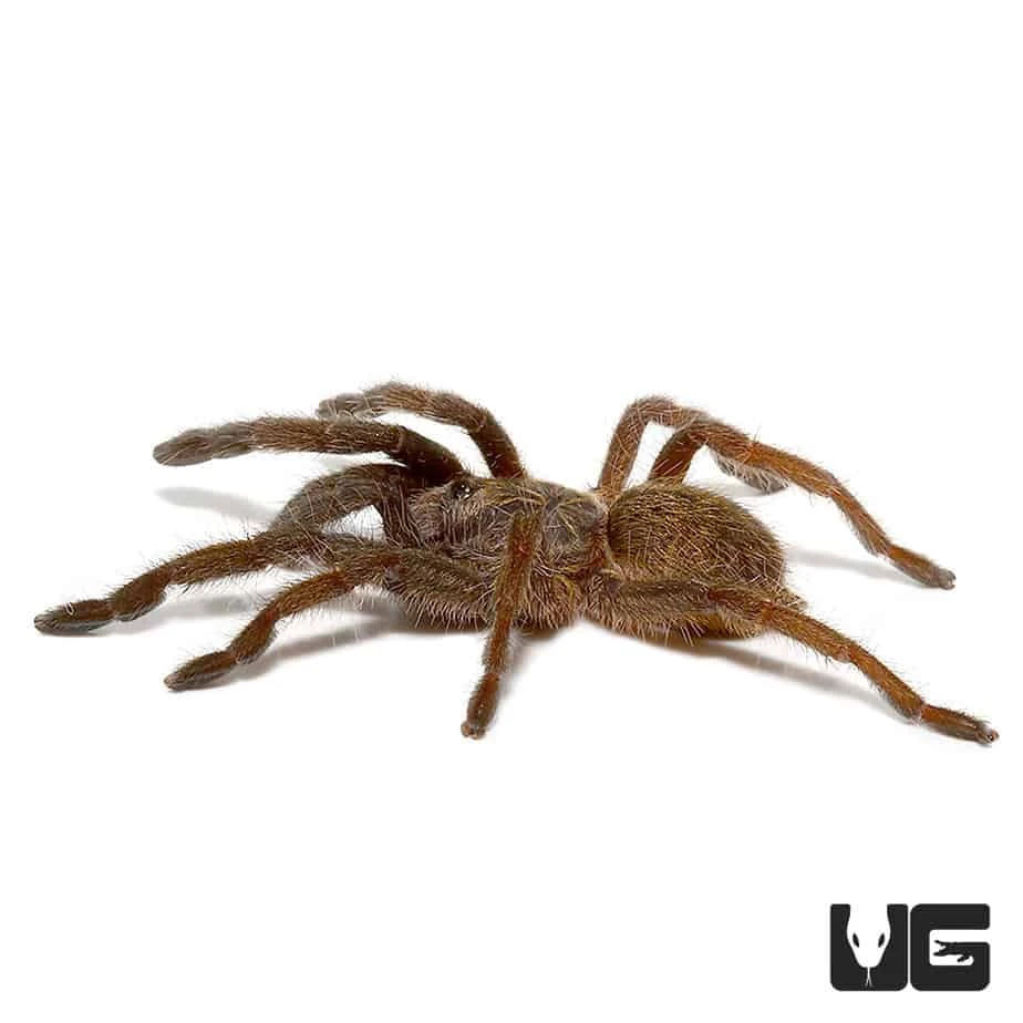 Mozambique Golden Baboon Tarantula (.25 β .75β) - Image 4