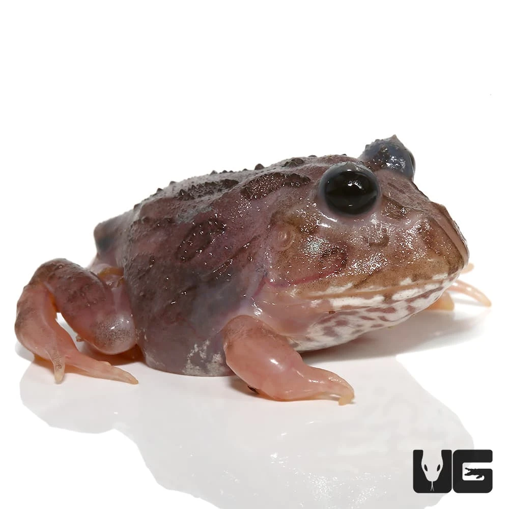 Mutant Black Eyed Pink Chicken Pacman Frog