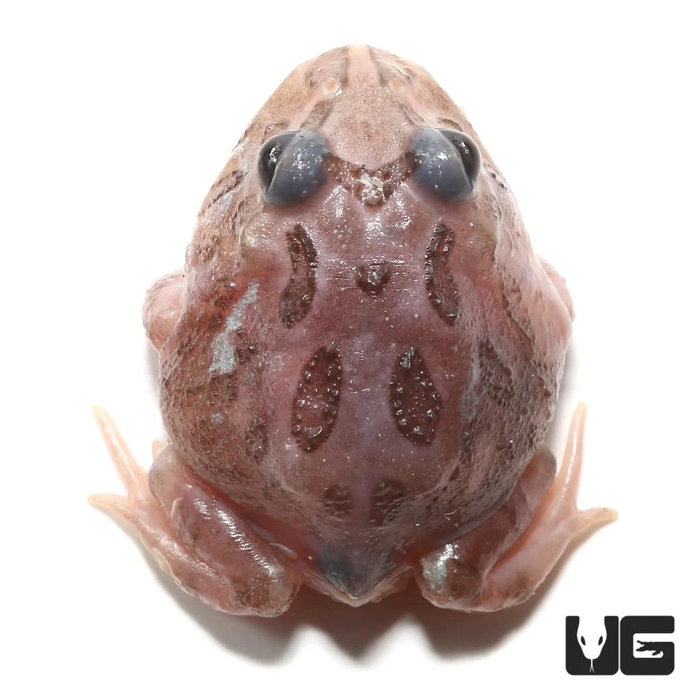 Mutant Black Eyed Pink Chicken Pacman Frog - Image 2