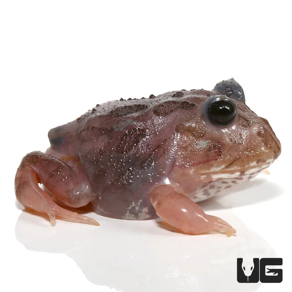 Mutant Black Eyed Pink Chicken Pacman Frog - Image 3