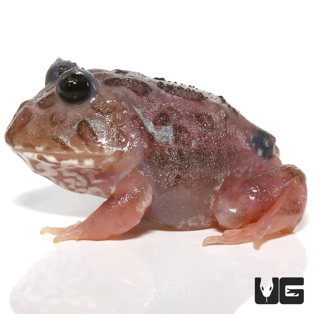 Mutant Black Eyed Pink Chicken Pacman Frog - Image 4