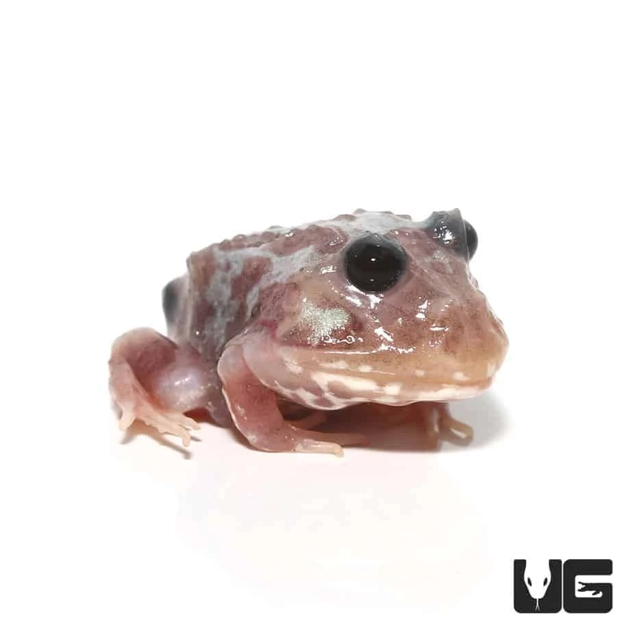 Mutant Black Eyed Silver Translucent Pacman Frog
