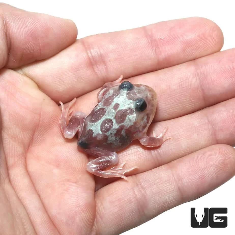 Mutant Black Eyed Silver Translucent Pacman Frog - Image 3