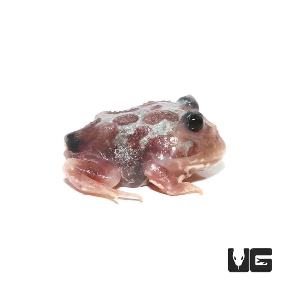 Mutant Black Eyed Silver Translucent Pacman Frog - Image 2