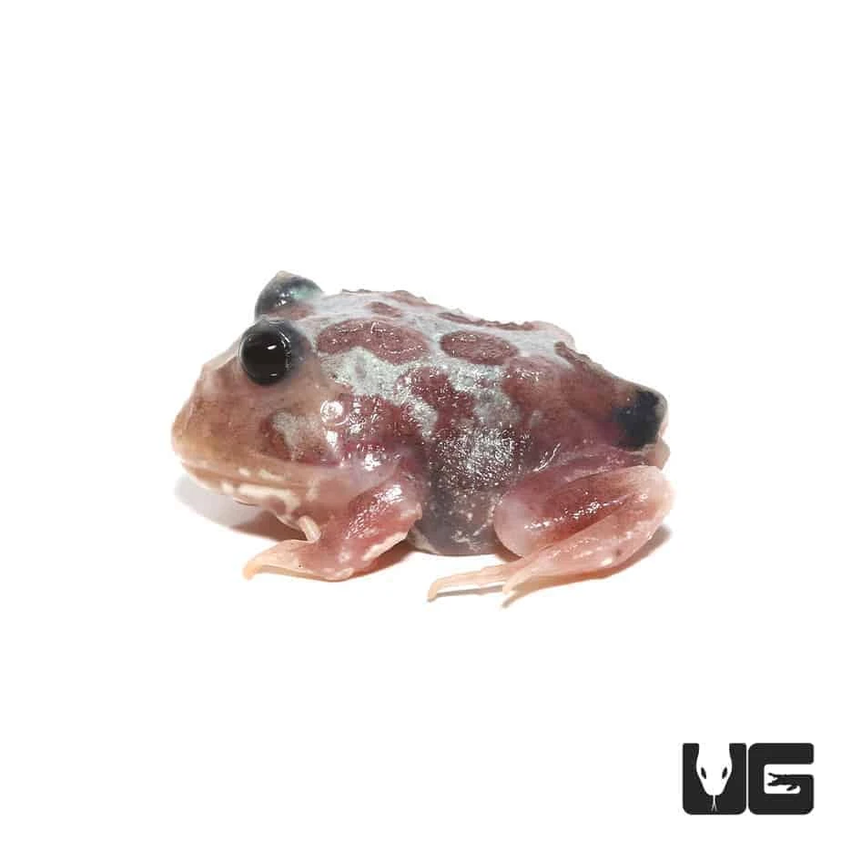 Mutant Black Eyed Silver Translucent Pacman Frog - Image 4