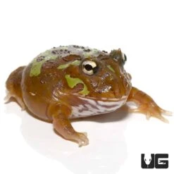 Mutant Clown Nebula Pacman Frog