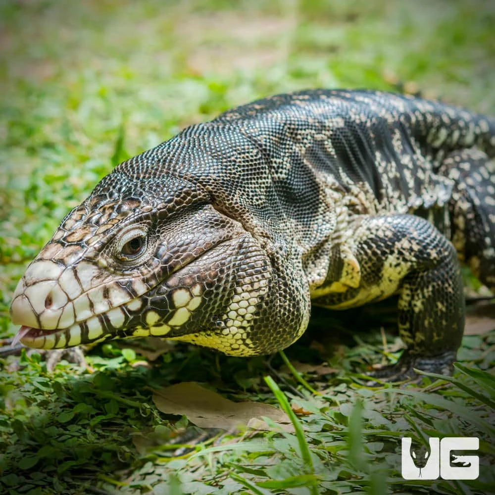 Adult Breeding Argentine Black And White Tegu
