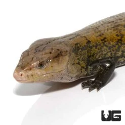 Adult Classic Indonesian Blue Tongue Skink