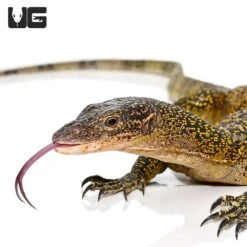 Russell Island Mangrove Monitor