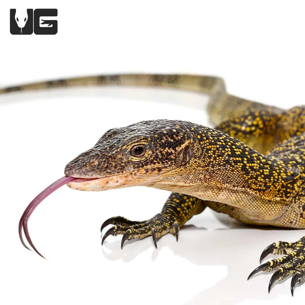 Russell Island Mangrove Monitor