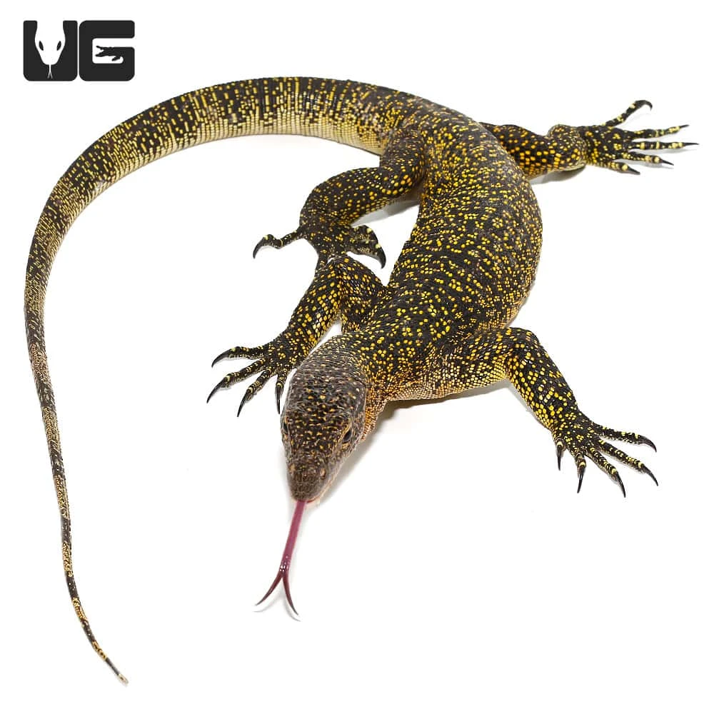 Russell Island Mangrove Monitor - Image 4