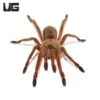 Asian Smokey Earth Tiger Tarantula (.75 – 1”)