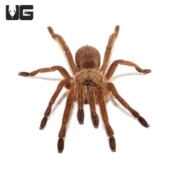 Asian Smokey Earth Tiger Tarantula (.75 – 1”)