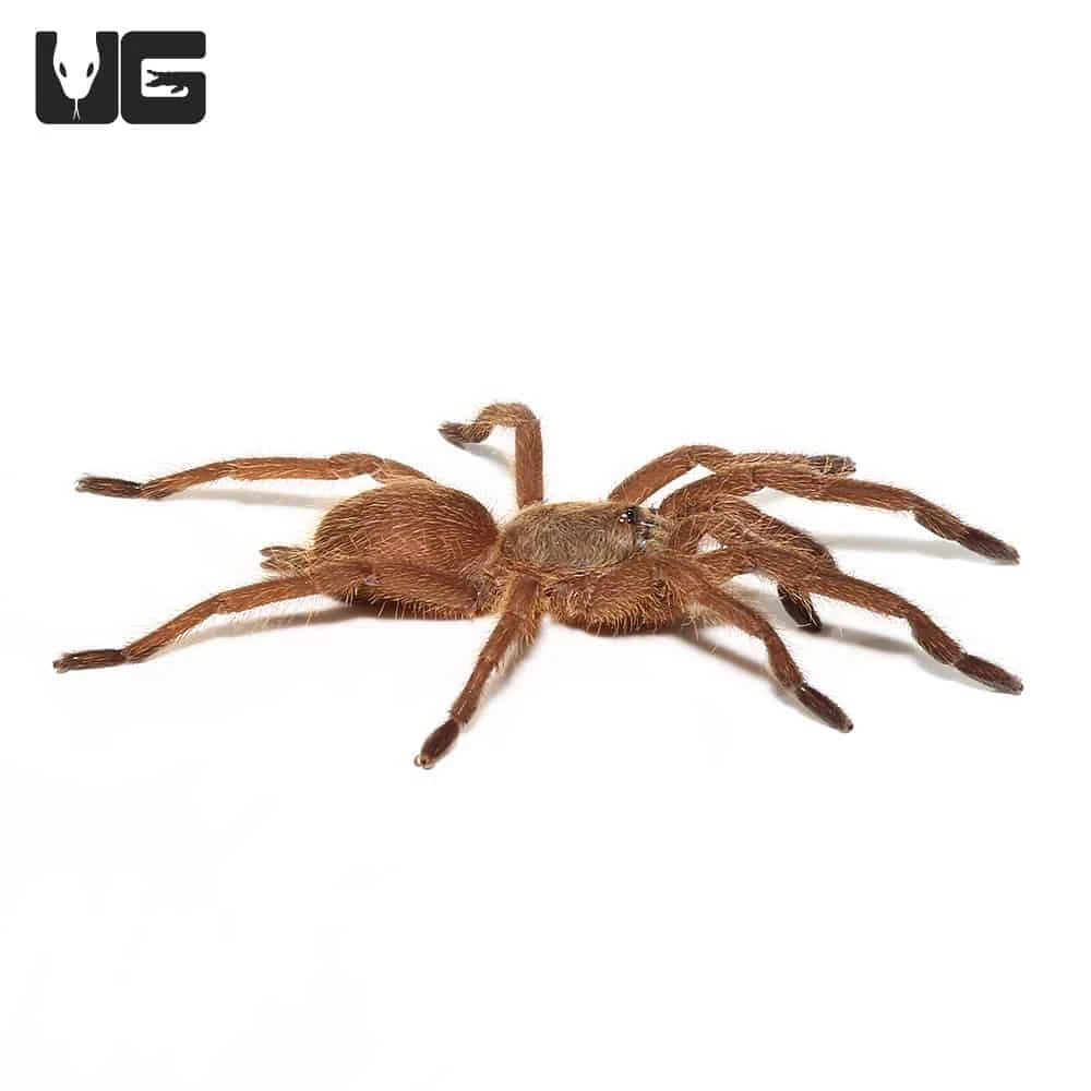 Asian Smokey Earth Tiger Tarantula (.75 – 1”) - Image 4