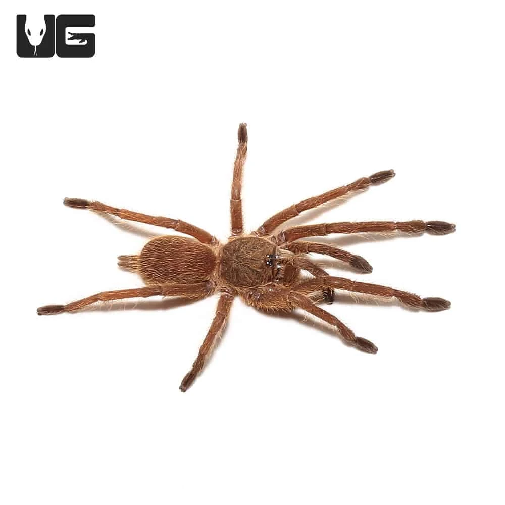 Asian Smokey Earth Tiger Tarantula (.75 – 1”) - Image 3
