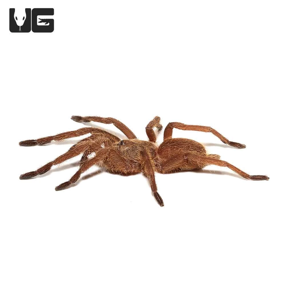 Asian Smokey Earth Tiger Tarantula (.75 – 1”) - Image 2