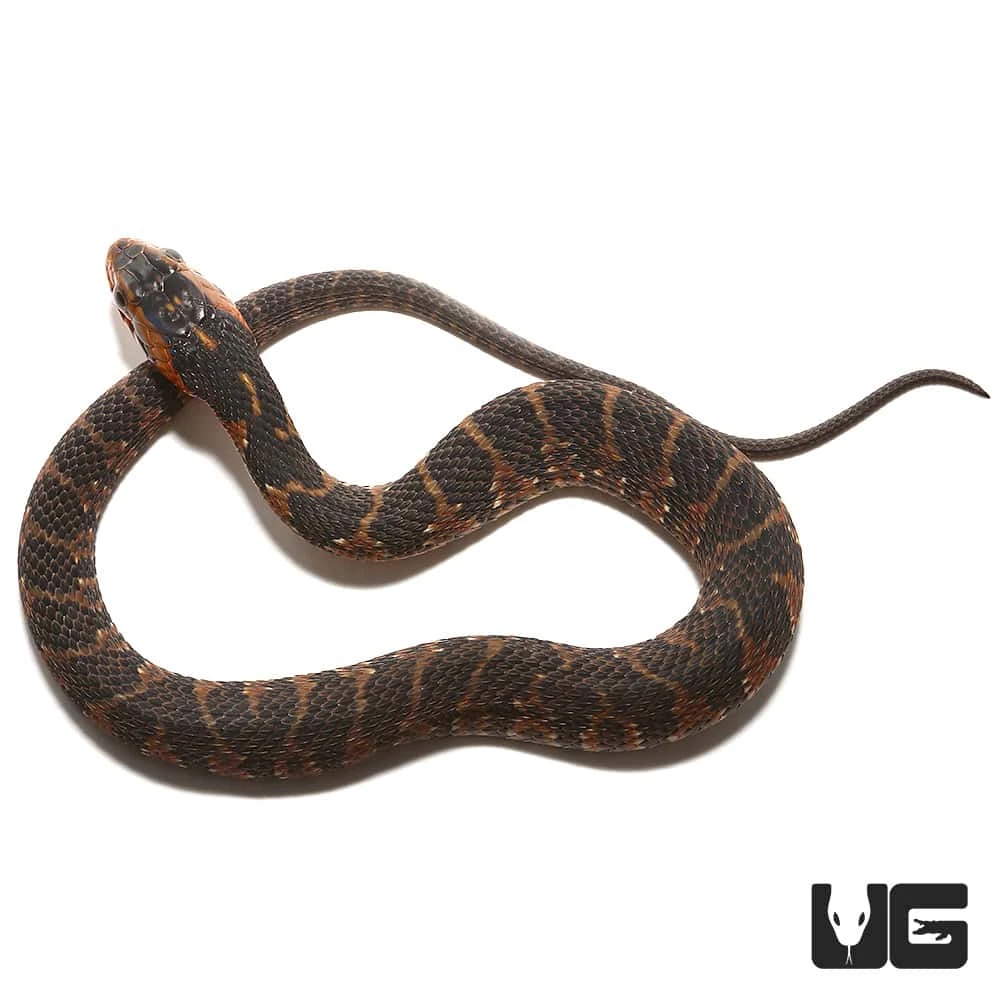 Baby Banded Water Snake - Image 3