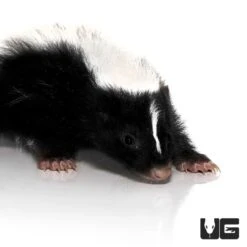 Baby Striped Skunk