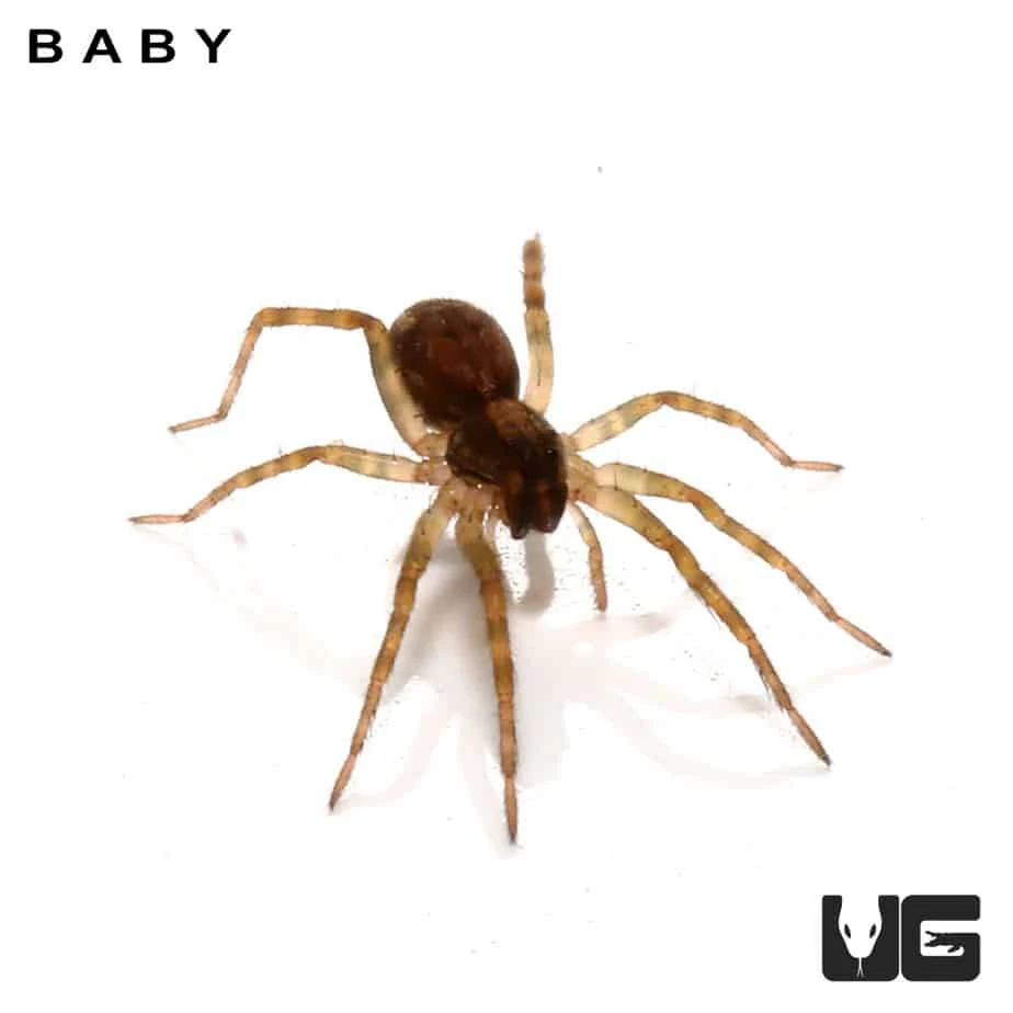Baby Carolina Wolf Spider - Image 2