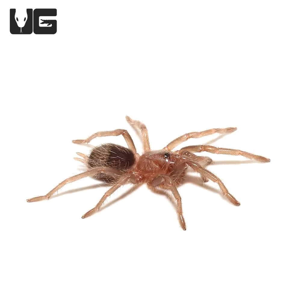 Baby Curly Haired Tarantula (.25 – .75”) - Image 2