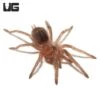 Baby Curly Haired Tarantula (.25 – .75”)