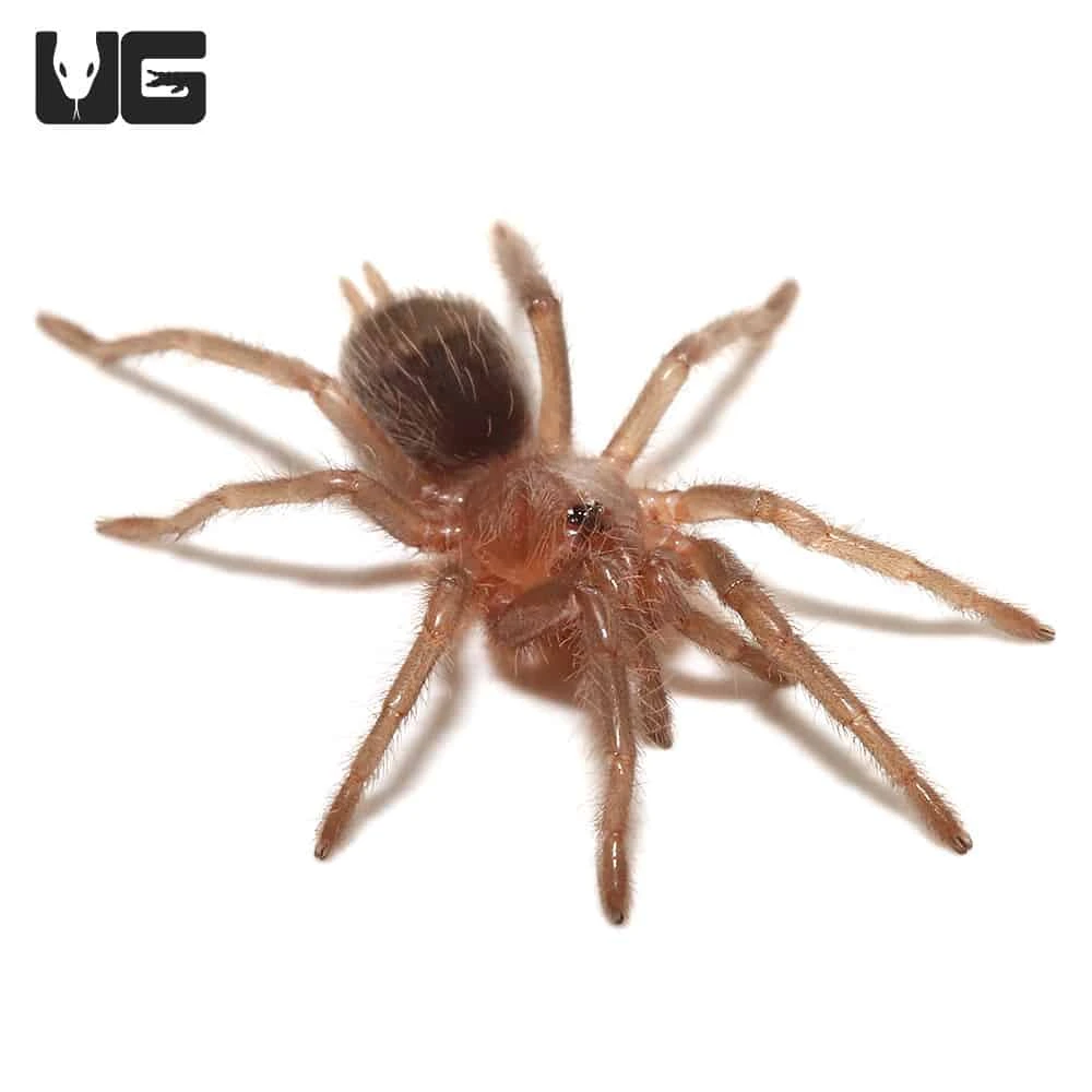 Baby Curly Haired Tarantula (.25 – .75”)