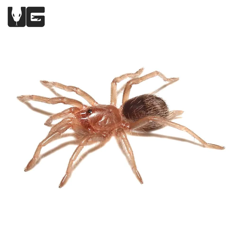 Baby Curly Haired Tarantula (.25 – .75”) - Image 4