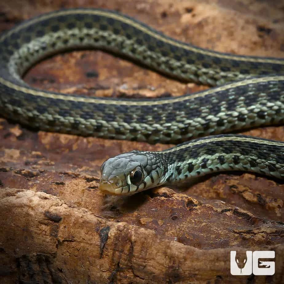C.B. Baby Florida Blue Garter Snake