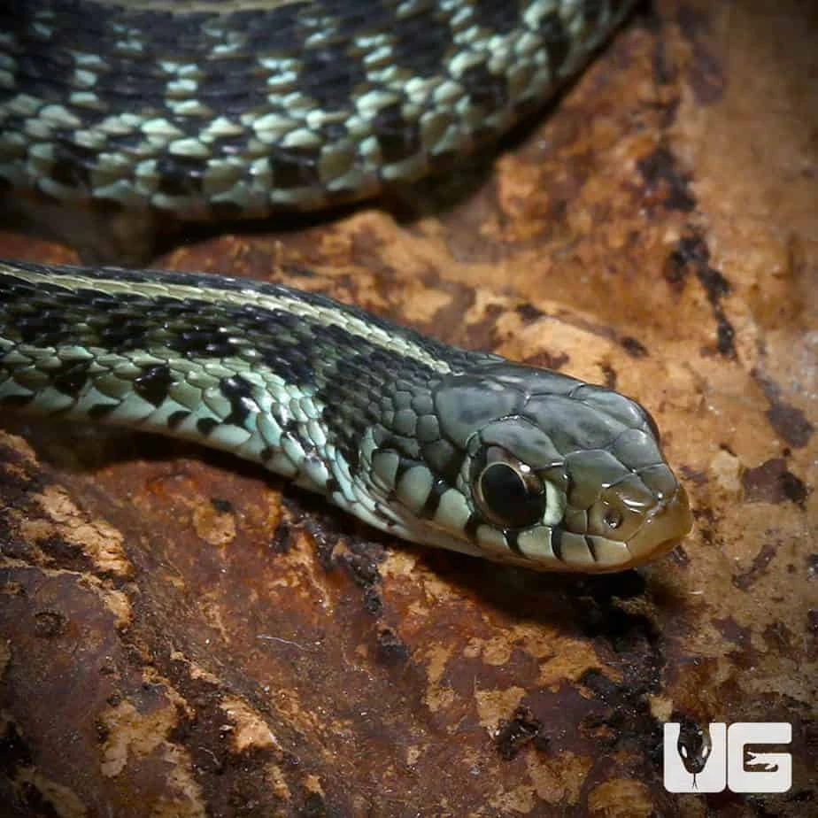 C.B. Baby Florida Blue Garter Snake - Image 2