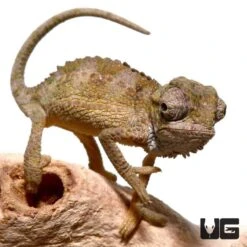 Baby Helmeted Chameleon
