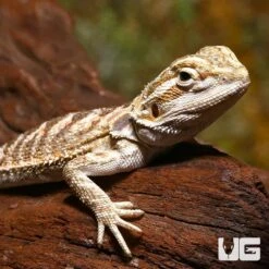 Baby Lemon Drop Bearded Dragon