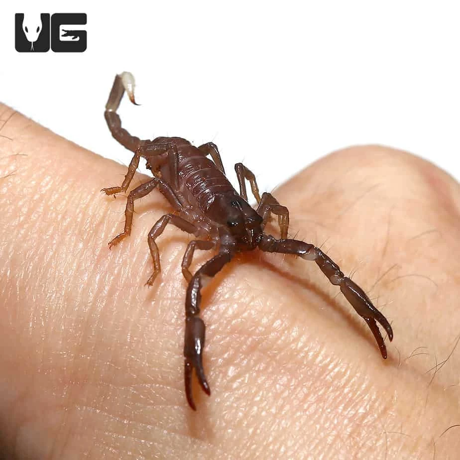 Baby Malaysian Forest Scorpion - Image 2