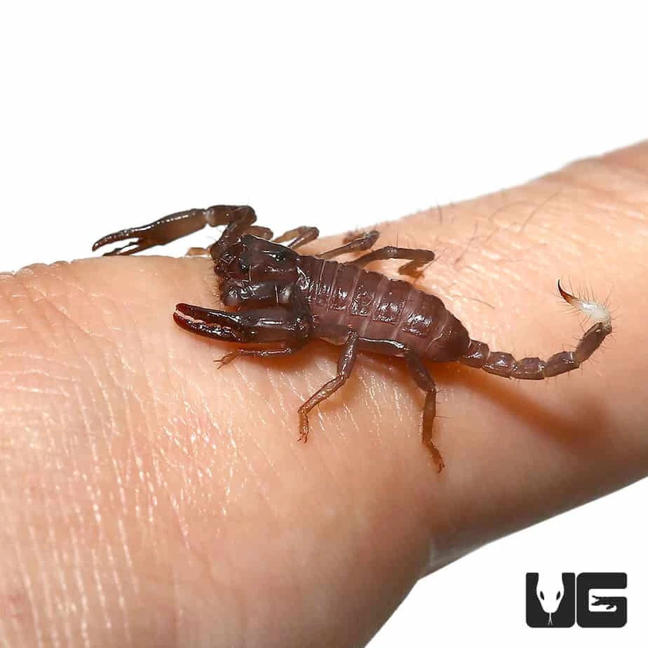 Baby Malaysian Forest Scorpion - Image 3