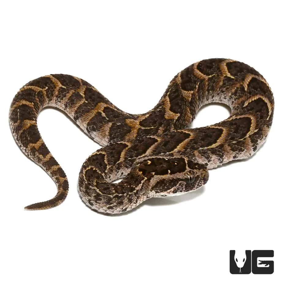 Baby Congo Puff Adder - Image 3