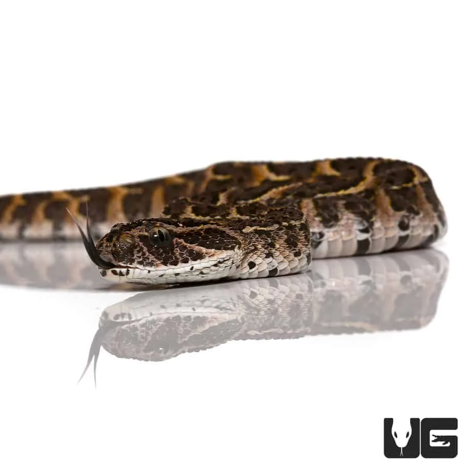 Baby Congo Puff Adder - Image 4