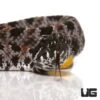 Baby Pygmy Rattlesnake
