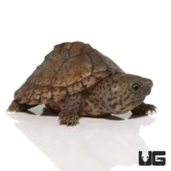 Baby Razorback Musk Turtle