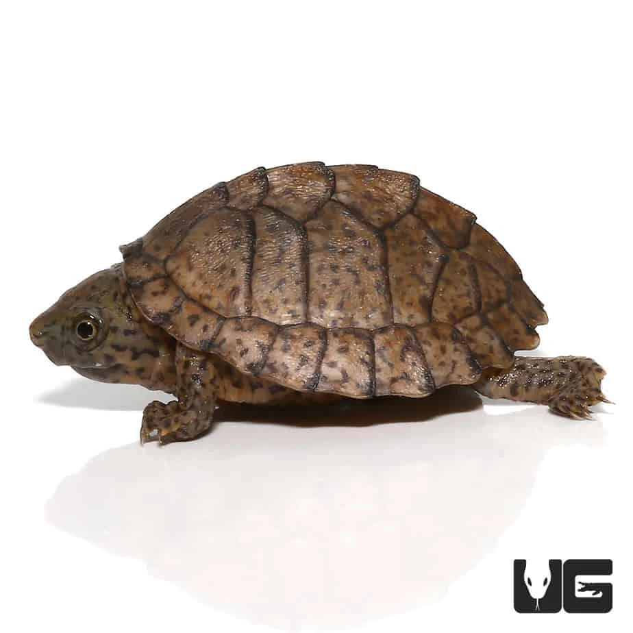 Baby Razorback Musk Turtle - Image 4