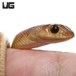 Baby Red Beaked Snake