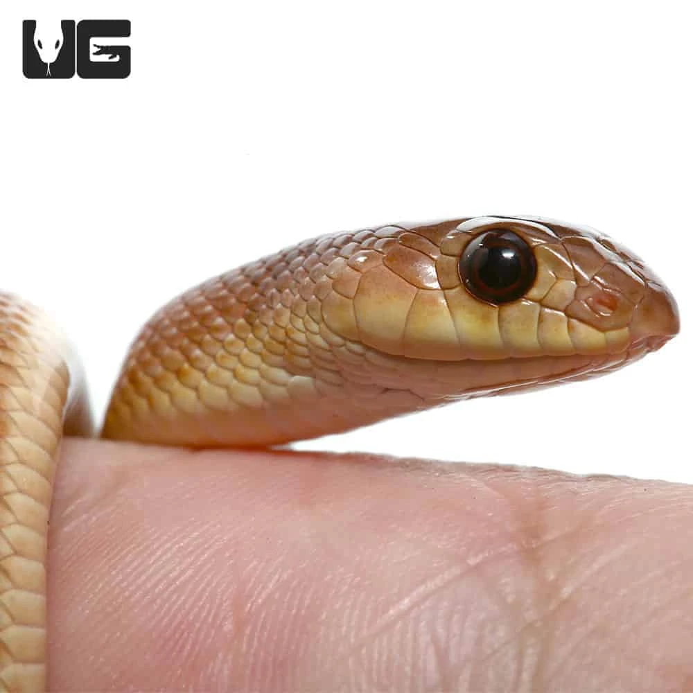 Baby Red Beaked Snake
