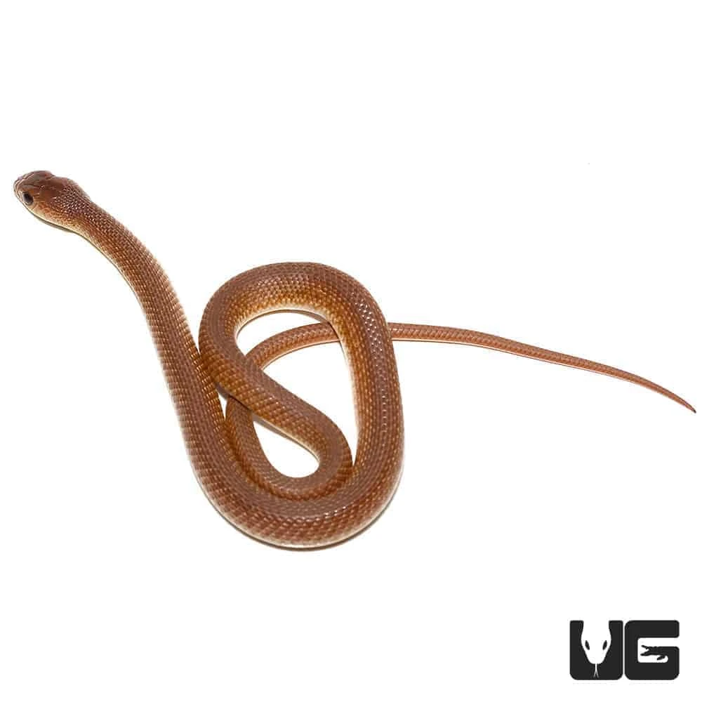 Baby Red Beaked Snake - Image 2