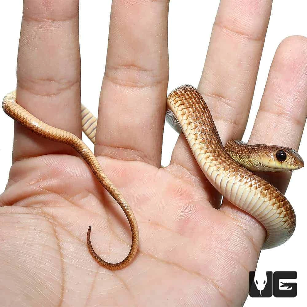 Baby Red Beaked Snake - Image 3