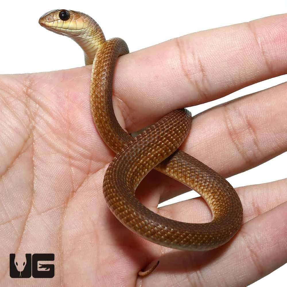 Baby Red Beaked Snake - Image 4