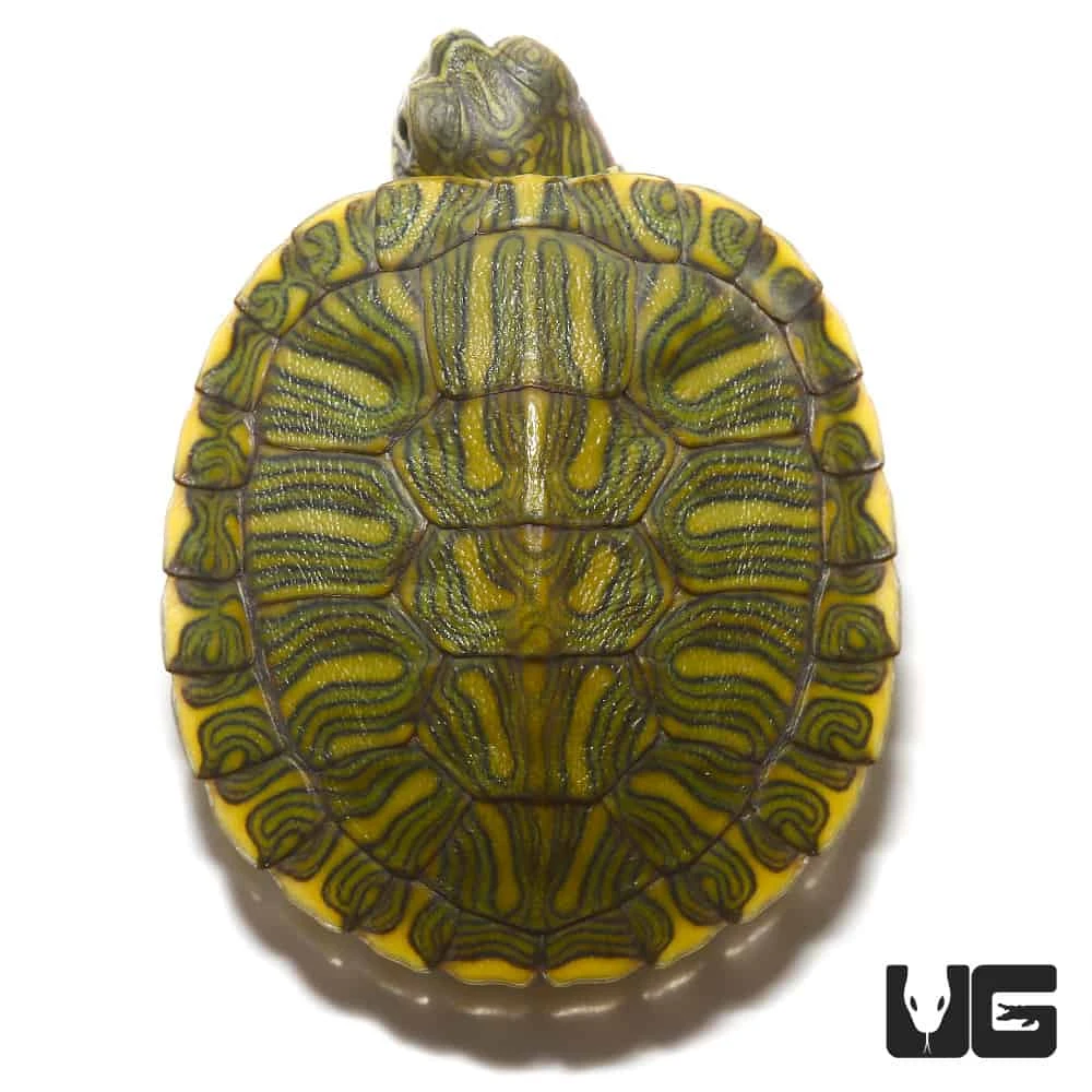 Baby Rio Grande Red Ear Slider Turtle - Image 2