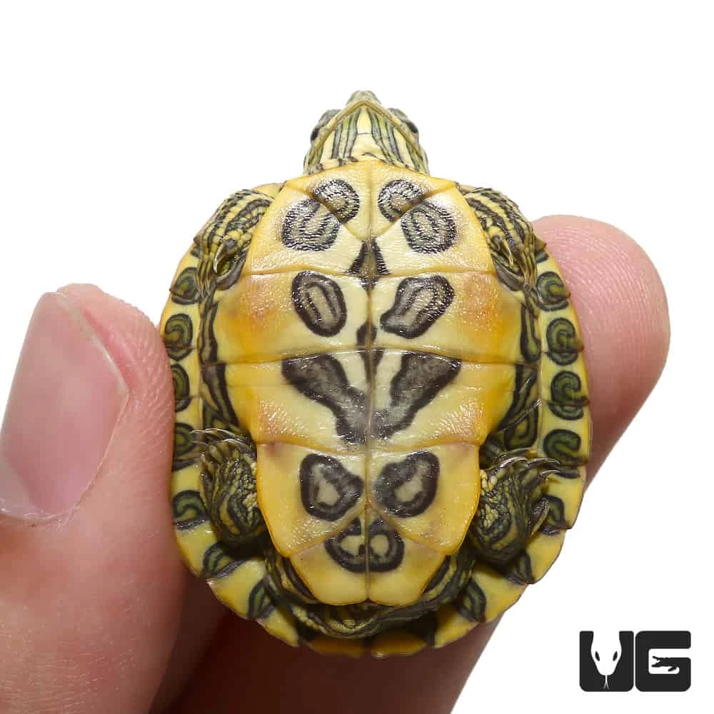 Baby Rio Grande Red Ear Slider Turtle - Image 3